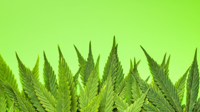 Cannabis-Legalisierung: Blätter der Hanfpflanze