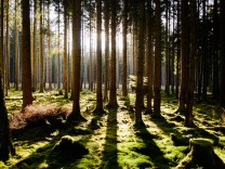 Artenschutz: Wie viele verschiedene Bäume gibt es auf der Welt?