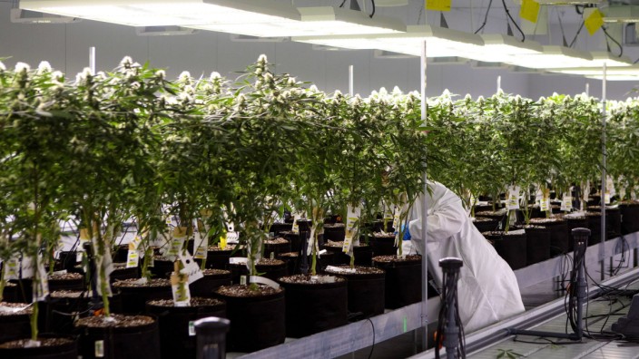 Drogen: Cannabis-Plantage in Kanada: Ein Großteil des medizinischen Cannabis in Deutschland wird importiert.