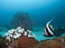 Artenschutz: Galgenfrist für die Riffe