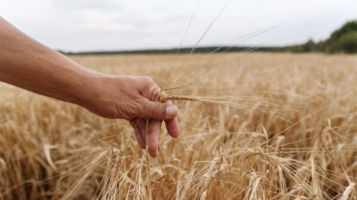 Nahrungsmittel: Ein dramatischer Ernteausfall in Kanada, dem mit Abstand wichtigsten Anbauland von Hartweizen, führt jetzt weltweit zu Engpässen.