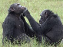 Tiere: Wie Affen Wunden verarzten