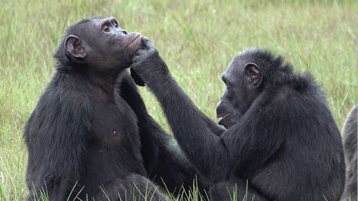 Tiere: Halt mal still: Die Schimpansin Roxy verarztet im Nationalpark Loango eine Wunde im Gesicht des Männchens Thea.