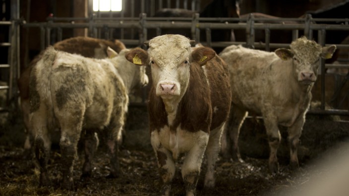 Landwirtschaft: Milchbauern im Landkreis Fürstenfeldbruck drohen laut Bayerischem Bauernverband fatale Kosten durch eine Kampagne des Discounters Aldi.