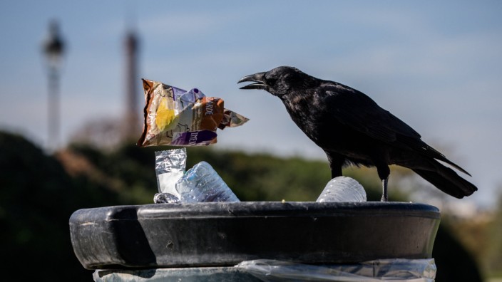 Vögel als Straßenreiniger: Im schwedischen Södertälje sollen künftig Krähen bei der Müllentsorgung helfen.