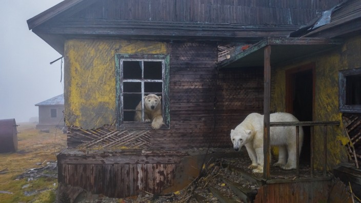 Tierfotografie: Im September 2021 machte Fotograf Dmitry Kokh dieses Bild auf der abgelegenen Koljutschin-Insel.