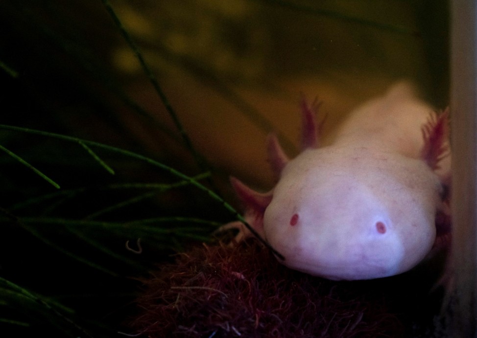 Local authorities release axolotls as part of a conservation project to preserve the species in the Xochimilco canals