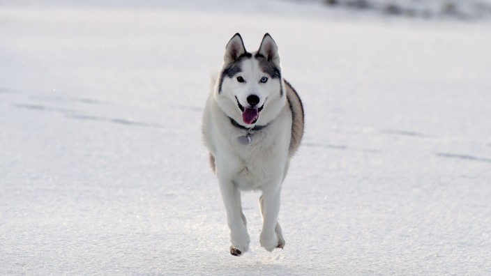 SZ-Klimakolumne: Ein Siberian Husky fühlt sich im Schnee sichtbar wohl - bei hohen Temperaturen dürfte das anders aussehen.