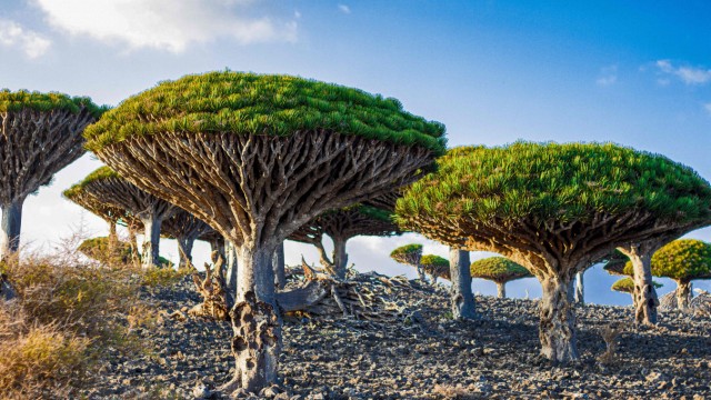 Jemen: Das rote Harz des Drachenblutbaums wird seit der Antike für die Herstellung von Weihrauch genutzt.