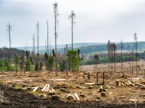 Umwelt: Wald in Deutschland: Beispiellose Schäden