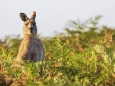 Portrait of eastern grey kangaroo (Macropus giganteus) standing amid green flora, FOF12380