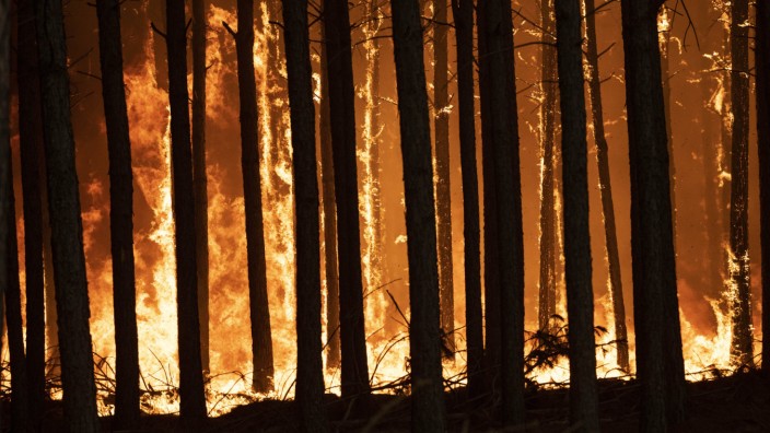 Brände in Argentinien: Eine Feuersäule verbrennt Kiefern in der Provinz Corrientes in Argentinien.
