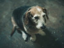 Verhaltensbiologie: Können Hunde trauern?