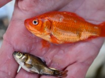 Tierversuche: Mit Elektroschocks gegen Goldfische