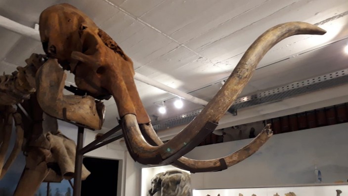 Taufkirchen: Zu sehen ist auch das rund 60 000 Jahre alte und aus diversen Fundknochen zusammengesetztes Skelett eines weiblichen Wollhaar-Mammut.