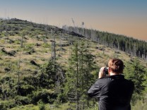 Dokumentarfilm „Wood – Der geraubte Wald“ im Kino: Sag mir, wo die Bäume sind