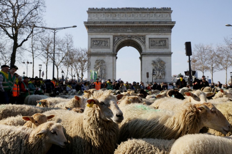 Transhumance on Champs Elysees Avenue as part of the 58th International Agriculture Fair in Paris