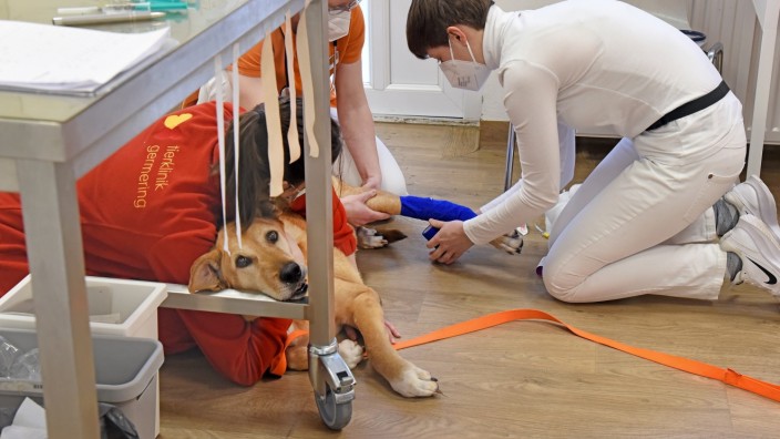 Fürstenfeldbruck: Mitarbeiterinnen der Tierklinik Germering behandeln einen Hund.