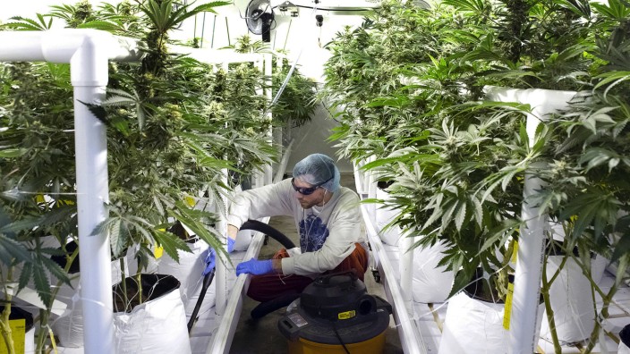 Medizin: Produktionsstätte für medizinisches Cannabis im US-Bundesstaat Vermont.