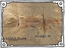 This image shows an exceptionally well preserved vampyropod fossil from the collections of the Royal Ontario Museum (ROM