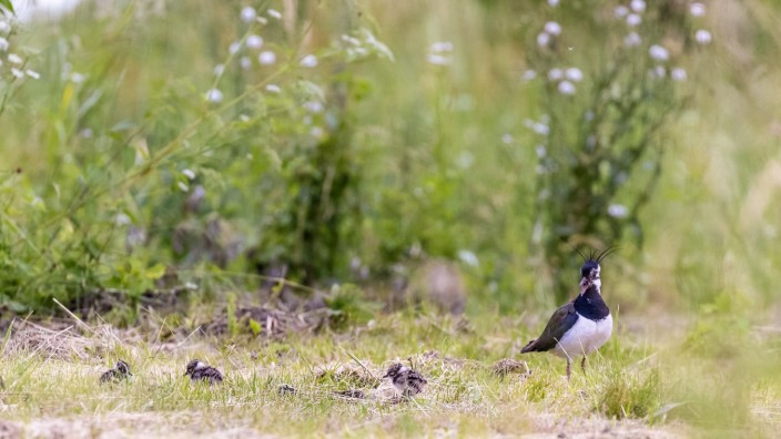 Isental bei Dorfen: Ein Kiebitz passt im Dorfener Moos auf drei Jungvögel auf. Bereiche, in denen die Vögel brüten, sollten im Frühjahr nicht betreten werden.