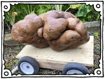 SZ-Kolumne „Bester Dinge“: Die größte Nicht-Kartoffel der Welt