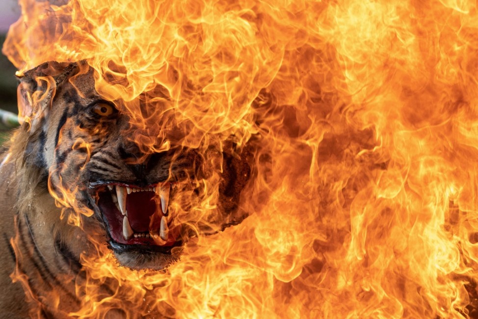 A preserved Sumatran Tiger that was collected by BKSDA as evidence is burnt in Palembang