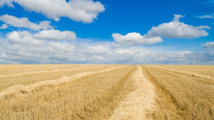 Krieg in der Ukraine: Sonnengelb und himmelblau, wie die Fahne der Ukraine: ein Weizenfeld zur Erntezeit.