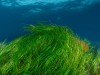Seegraswiese im Ozean