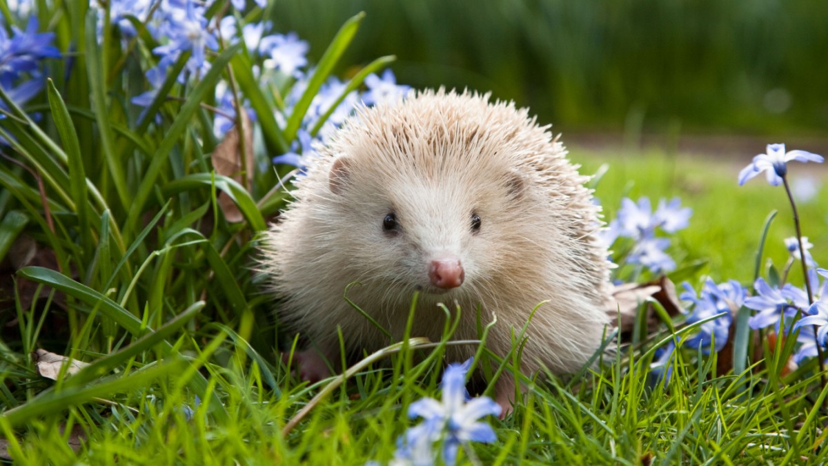 Vacation on the Channel Island of Alderney: visiting the blond hedgehogs