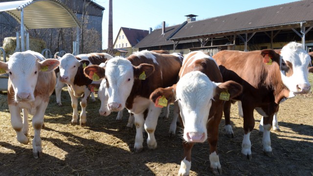 Fleischerzeugung: Bisher werden die Ochsen auf Gut Karlshof konventionell gehalten. Das soll sich ändern.