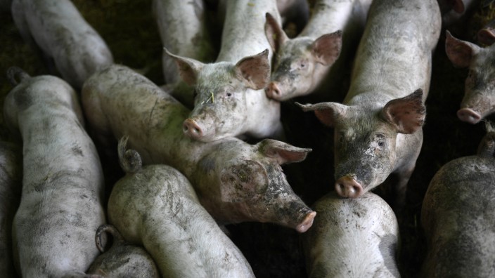Umweltschutz: Ein Schweinemastbetrieb: Für große Höfe sollen härtere EU-Regeln gelten.