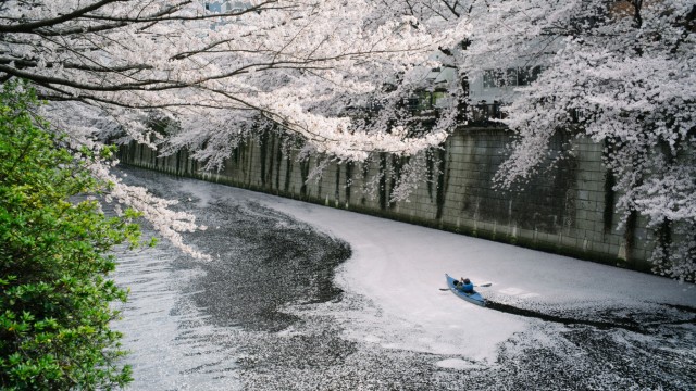Kirschblüten in Japan: Ein Kanufahrer fährt auf dem Meguro-Fluss durch auf dem Wasser schwimmende Kirschblüten.