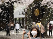 Kirschblüten in Japan: Schönheit und Trauer