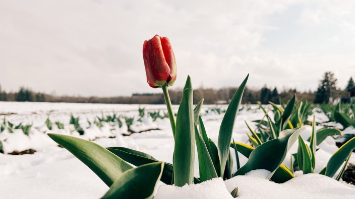 Wechselhafter April: Frühlingsbote im Schnee: eine Tulpe auf einem verschneiten Feld bei Oberhaching.