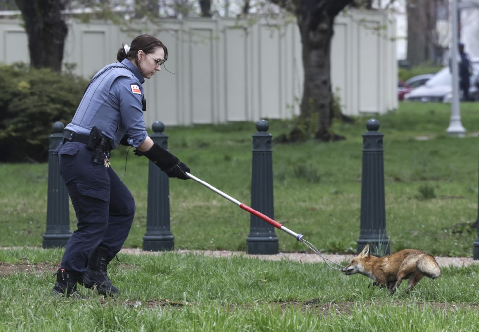 Animal Control Responds To Reports Of Aggressive Fox On Capitol Grounds