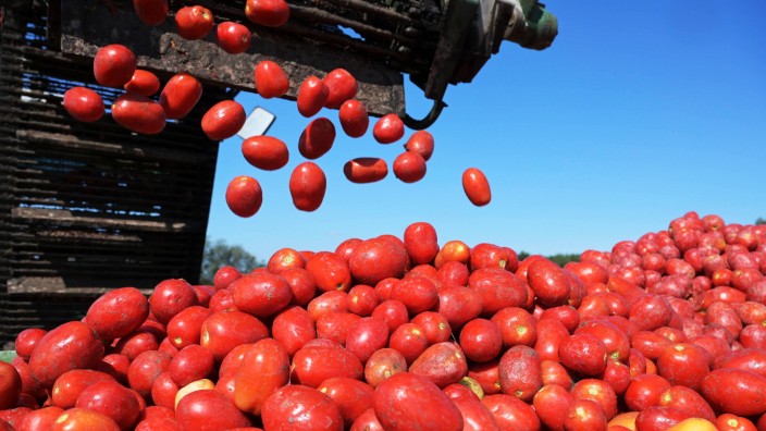 Landwirtschaft: Vertragsanbau für die Firma Mutti im italienischen Parma: Nach der Rekordernte im vergangenen Jahr, weniger Anbaufläche infolge des Krieges und Trockenheit könnte es ernsthaft eng werden beim Tomaten-Angebot.