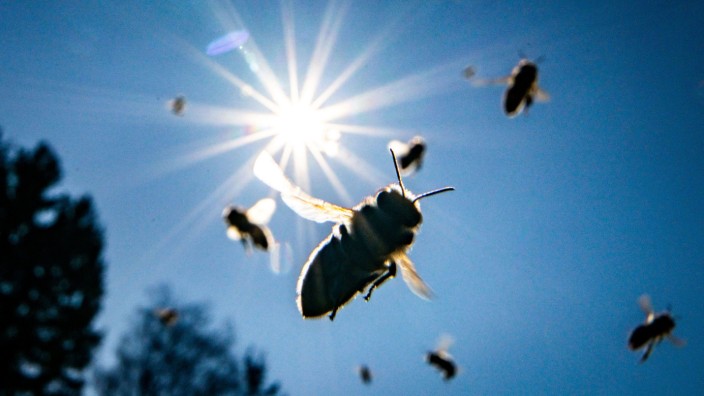 Biodiversität: Längst nicht nur Honigbienen sind vom Insektensterben betroffen.