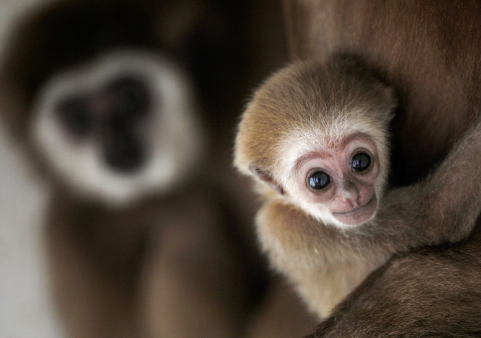 White-handed gibbon infant born at the Skopje Zoo is seen with his mother
