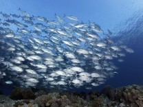 Umwelt: Aufwühlende Fischschwärme