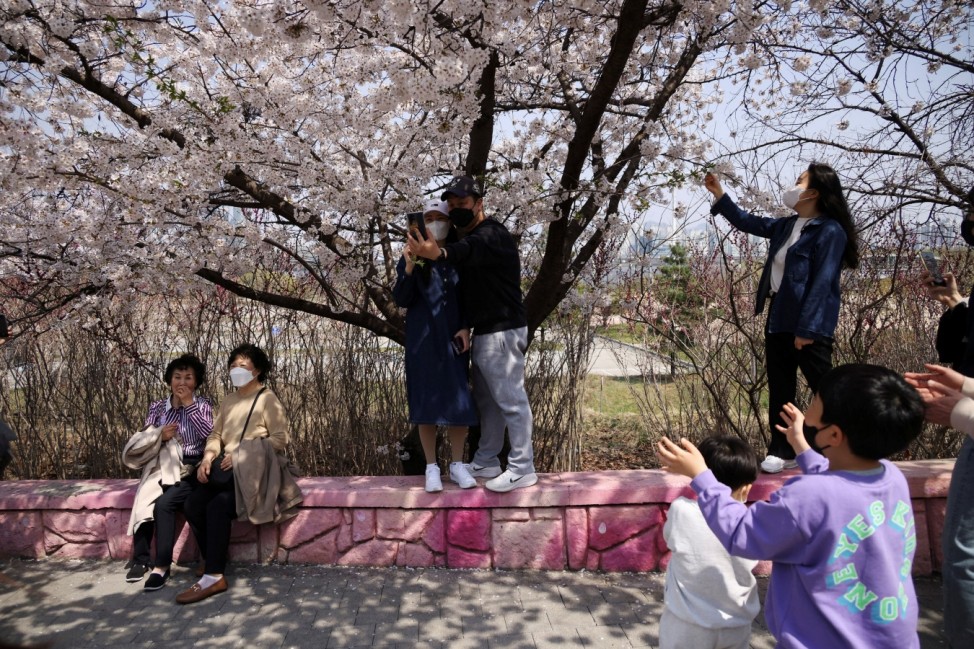 Cherry blossom in full bloom in Seoul