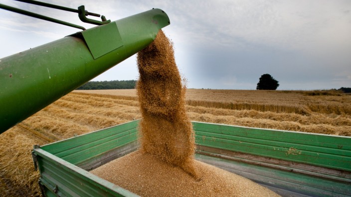 Landwirtschaft in Bayern: Der Selbstversorgungsgrad bei Weizen liegt laut Bauernverband in Bayern bei 117 Prozent. Das heißt, die Landwirte produzieren 17 Prozent mehr Weizen als im Freistaat verbraucht wird.