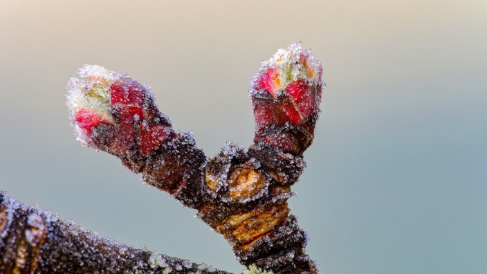 Klimawandel: Apfelblütenknospen reagieren empfindlich auf Frost.