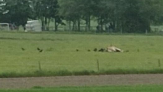 Im Landkreis Ebersberg: Eine Zeugin hatte die sterbende Kuh fotografiert. Zwar ist die Aufnahme unscharf, doch es ist zu sehen, wie bereits Krähen auf dem Tier sitzen.