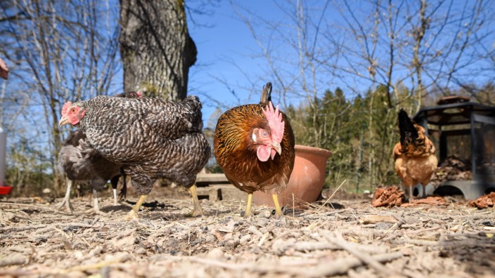 Hühner im eigenen Garten: Es gackert in den Gärten: Immer mehr Menschen halten Hühner als Haustiere. Sie erzählen, was ihr Federvieh und ihre Beziehung so besonders macht.