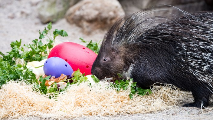 Feiertage: Ostern oder Weihnachten? Welches Fest dem Stachelschwein aus dem Tierpark Hellabrunn besser gefällt, ist leider nicht bekannt.