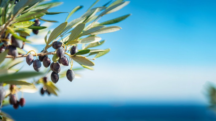 Urlaub in Griechenland: Olivenbäume mit ihren silbrig-grünen Blättern und dunklen Früchten sieht man überall auf dem Peloponnes.