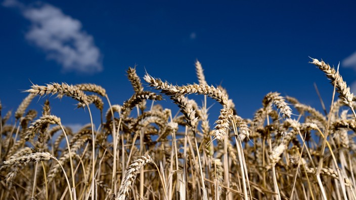 Weihenstephan: Erntereifer Weizen leuchtet vor blauem Himmel. In der Weihenstephaner Vortragsreihe geht es auch um die aktuellen Entwicklungen auf den internationalen Getreidemärkten.