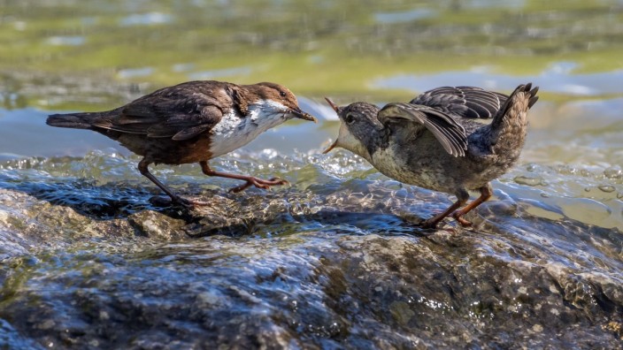 SZ-Naturserie: "Da schau her": Eine Wasseramsel füttert ihr Junges.