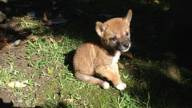 Evolution: Dingo Sandy im Alter von drei Wochen.